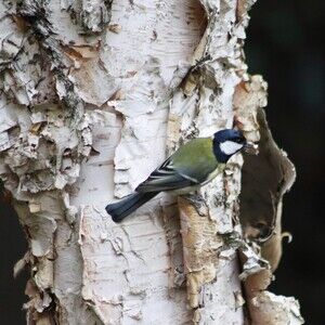 Meet your Posher, Birch